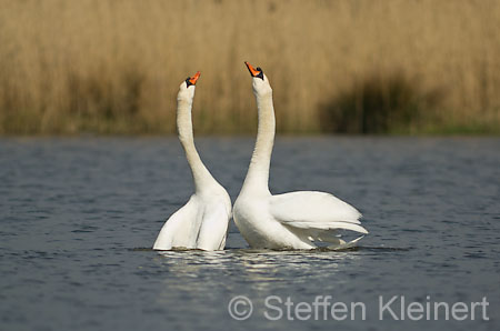 009 Höckerschwan - Paarung (Cygnus olor)